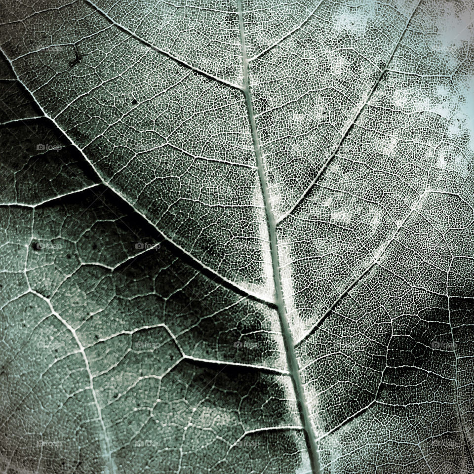 leaf