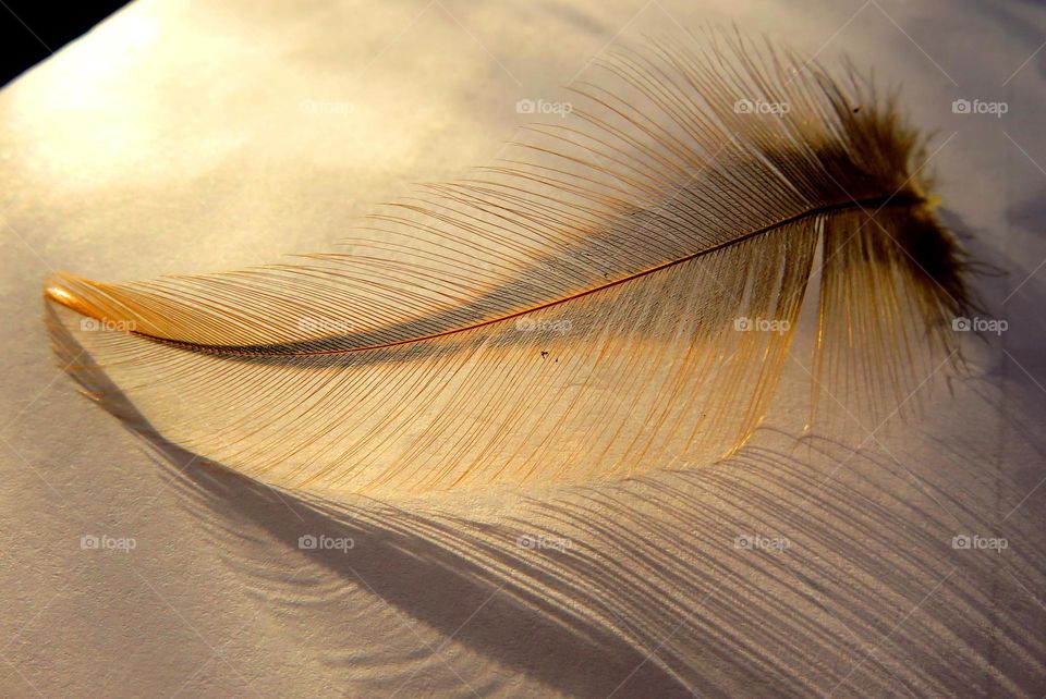 High angle view of feather on retaining wall