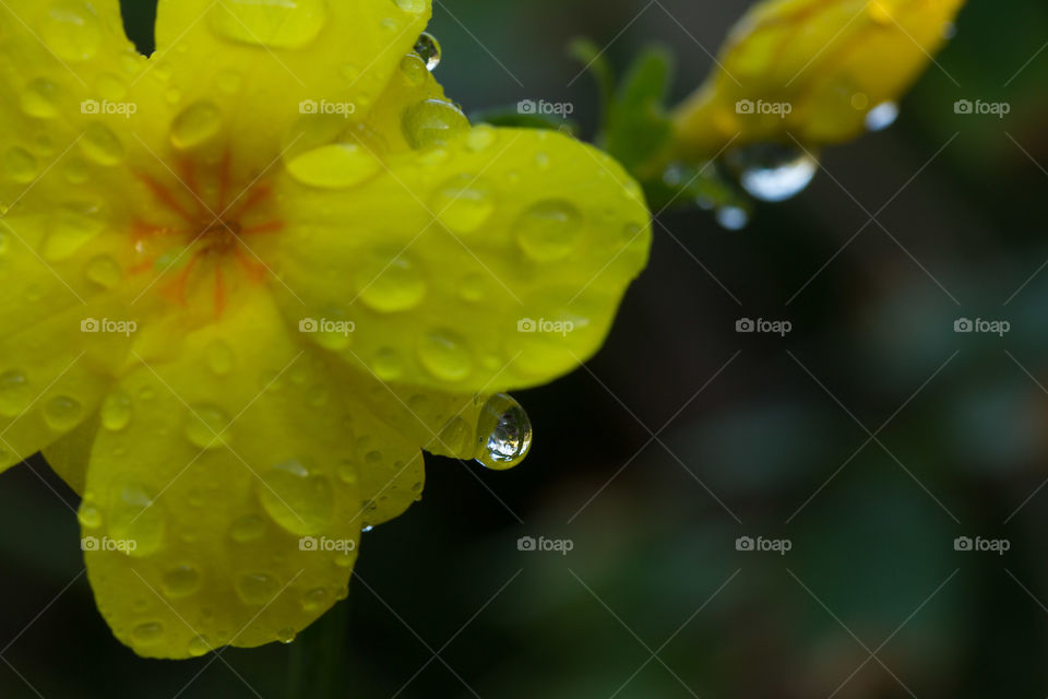 Yellow Flowers Fresh after the Rain