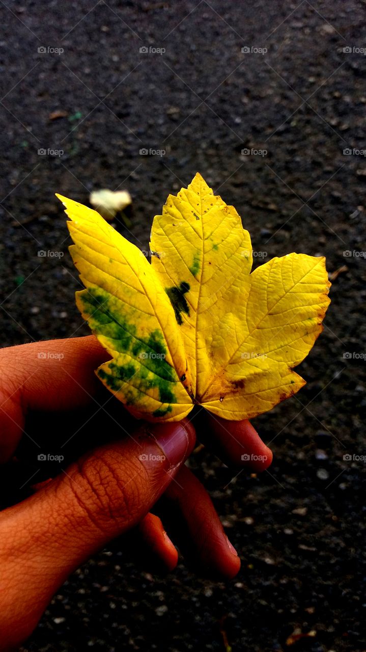 Yellow leaf