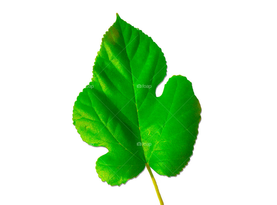 picture of green leaf with white background