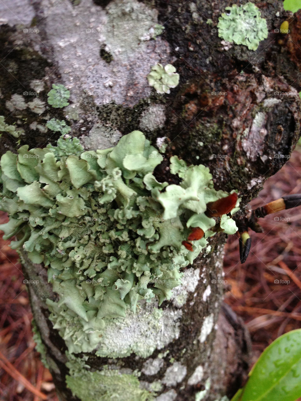 LICHEN