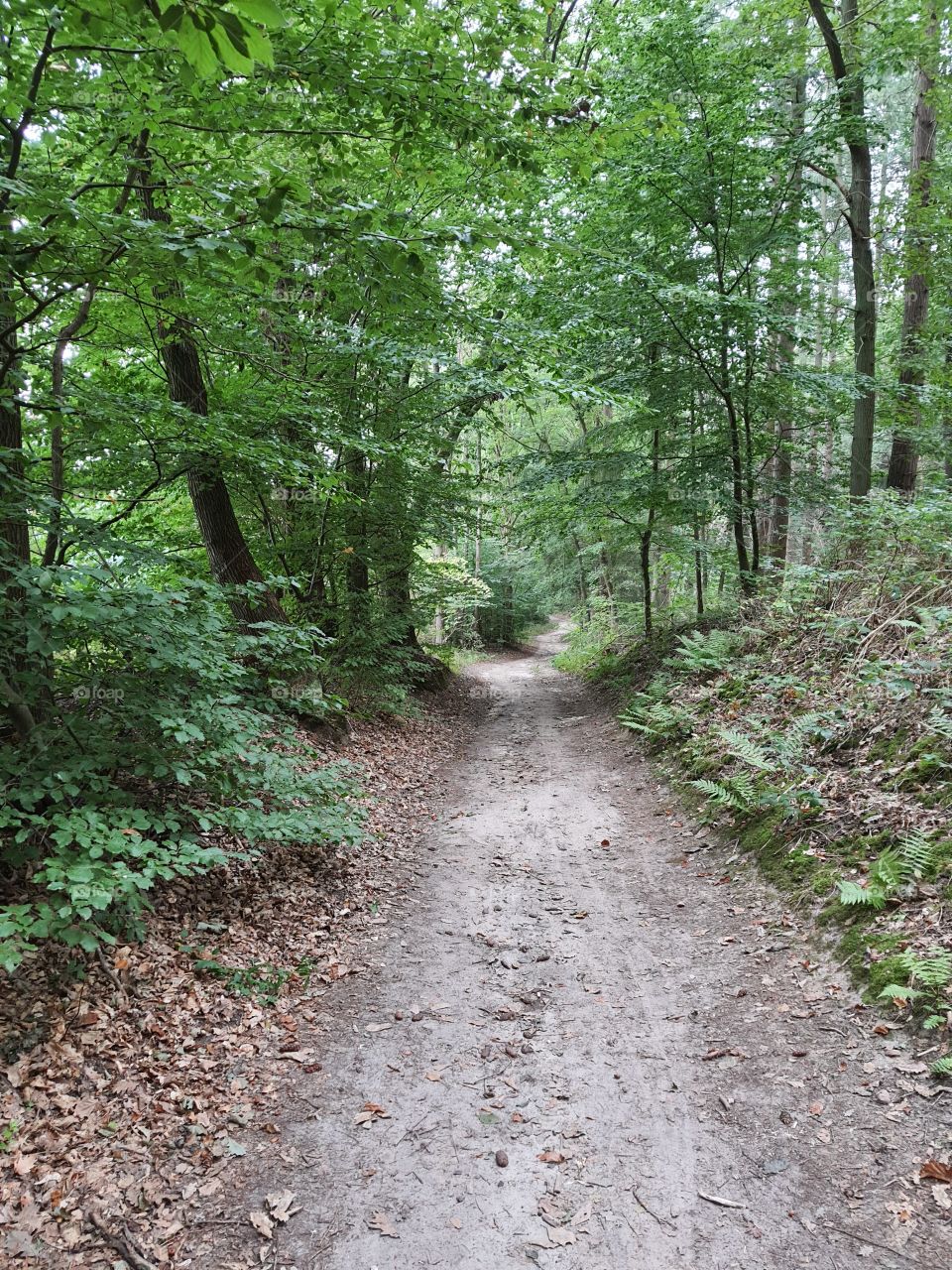 Einsamer Weg im Wald
