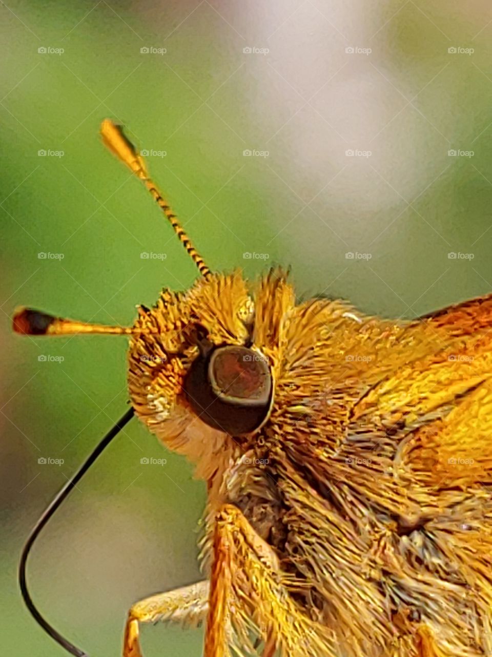 Insect, No Person, Nature, Invertebrate, Wildlife