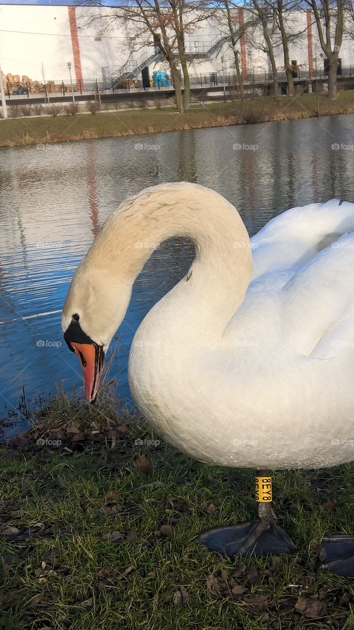 swan