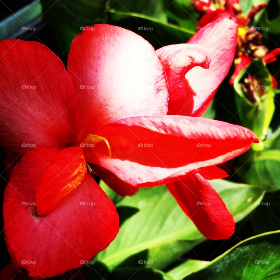 Red Flowers. Up Close and Personal with the Flowers
