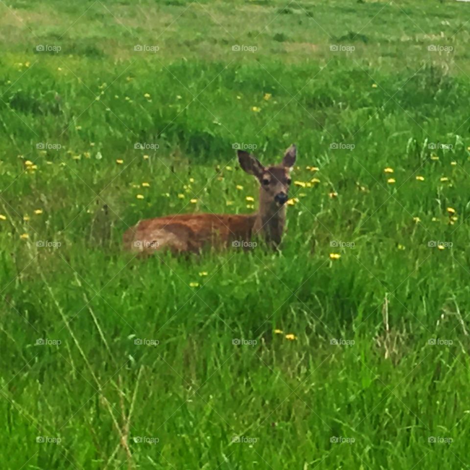 Deer, Grass, Hayfield, Mammal, Field