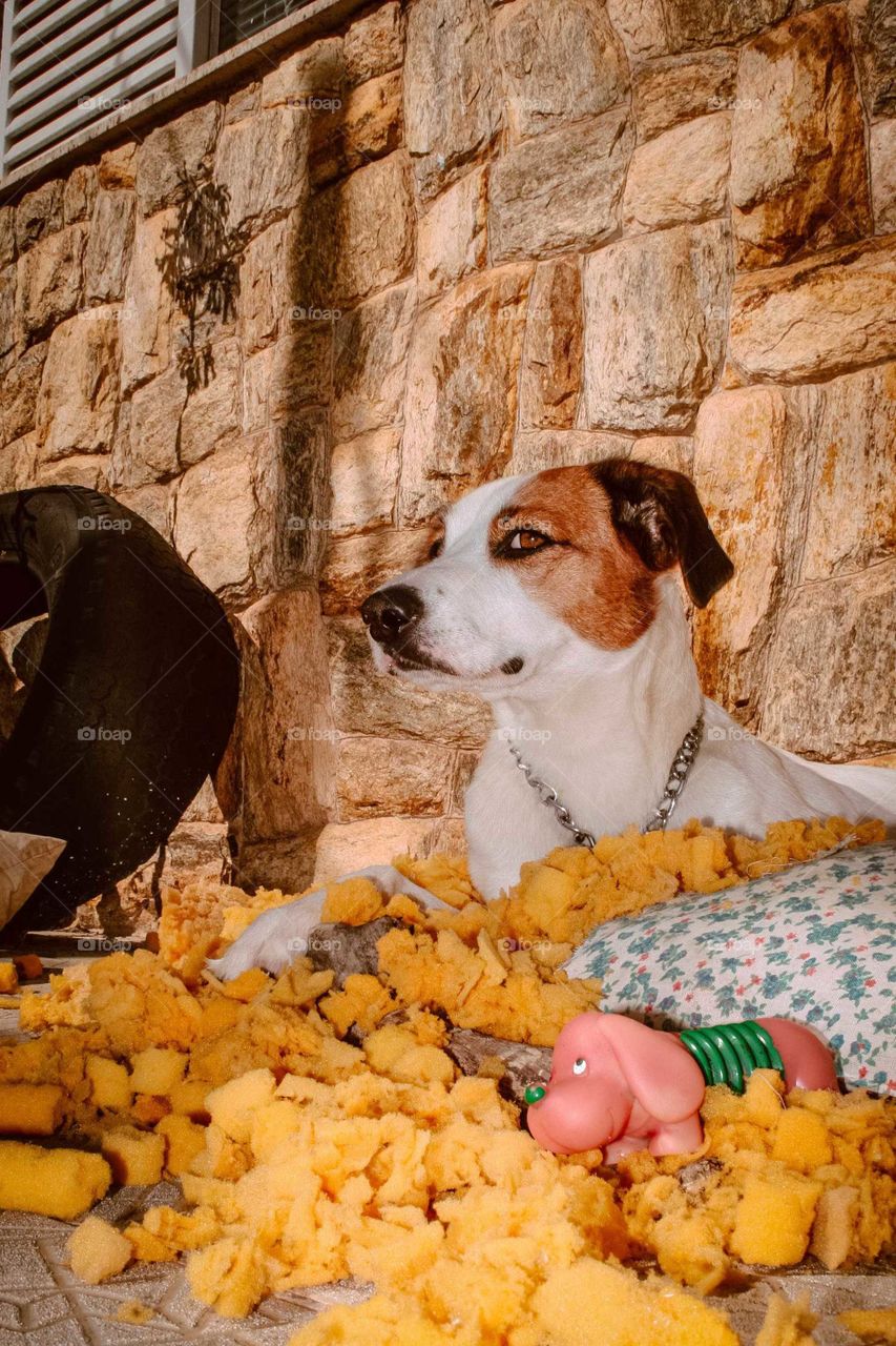 Beautiful portrait of a Dog looking at the camera, beautiful lighting. 
The dog is sitting on a torn pillow, with a little dog toy on the front.