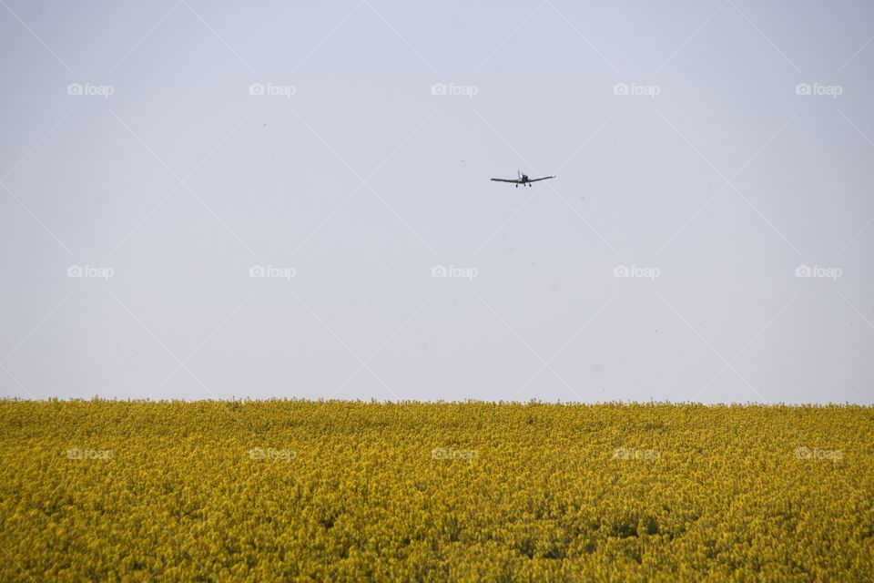field of yellow flowers