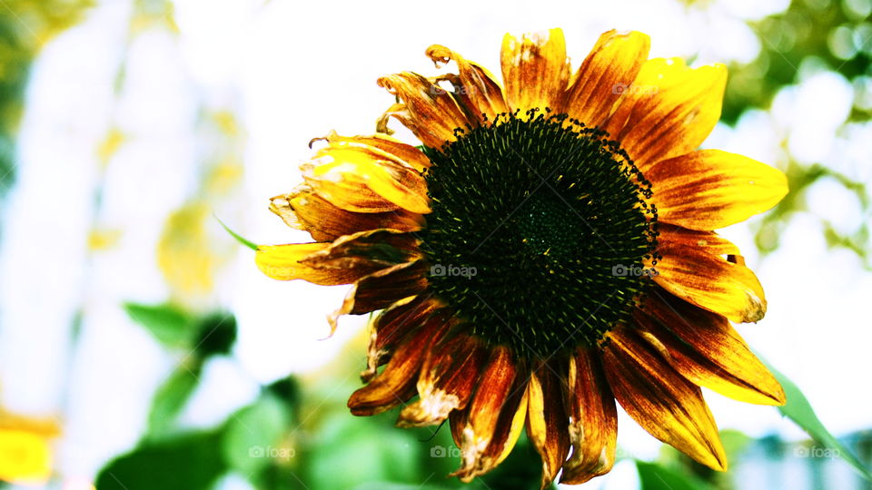 Sonnenblume retro Flora