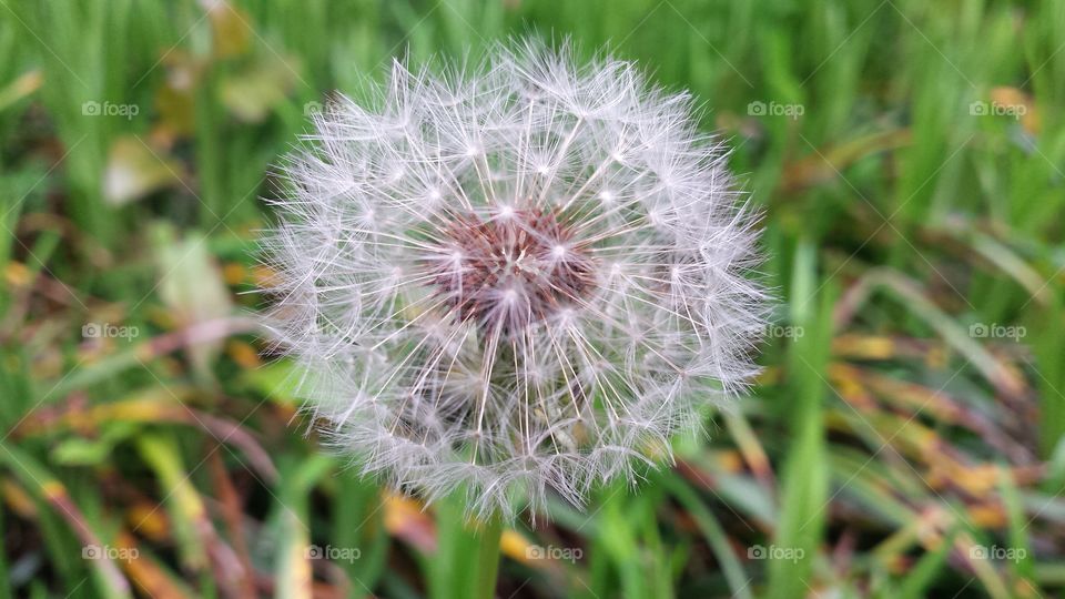 Dandelion, Summer, Nature, Flora, Grass