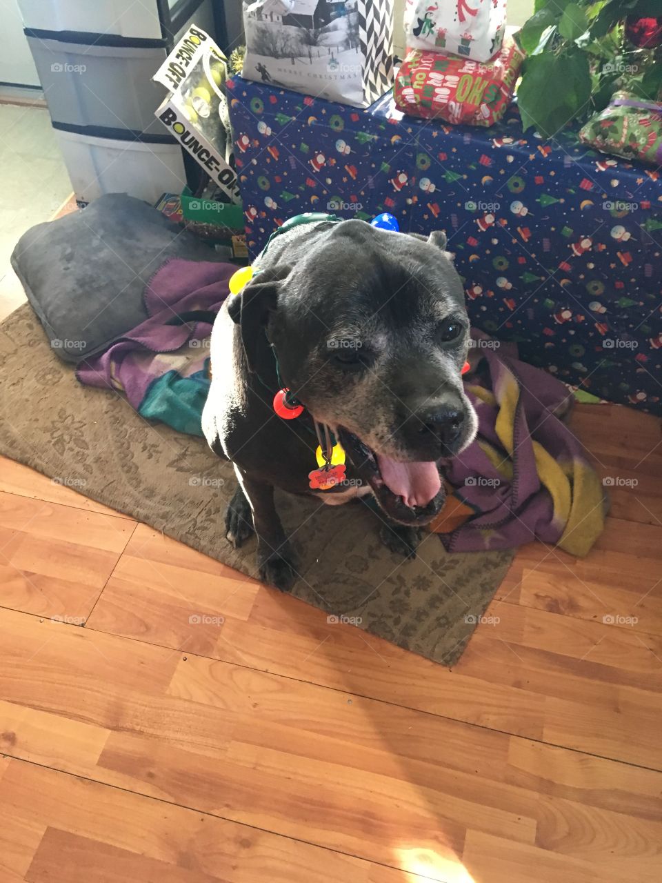 Kwanita is all ready for her Christmas presents. Loving her lights!