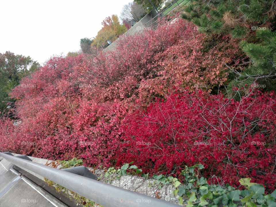 Beautiful red fall colors