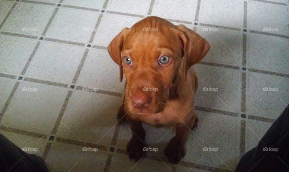 puppy blue eyes