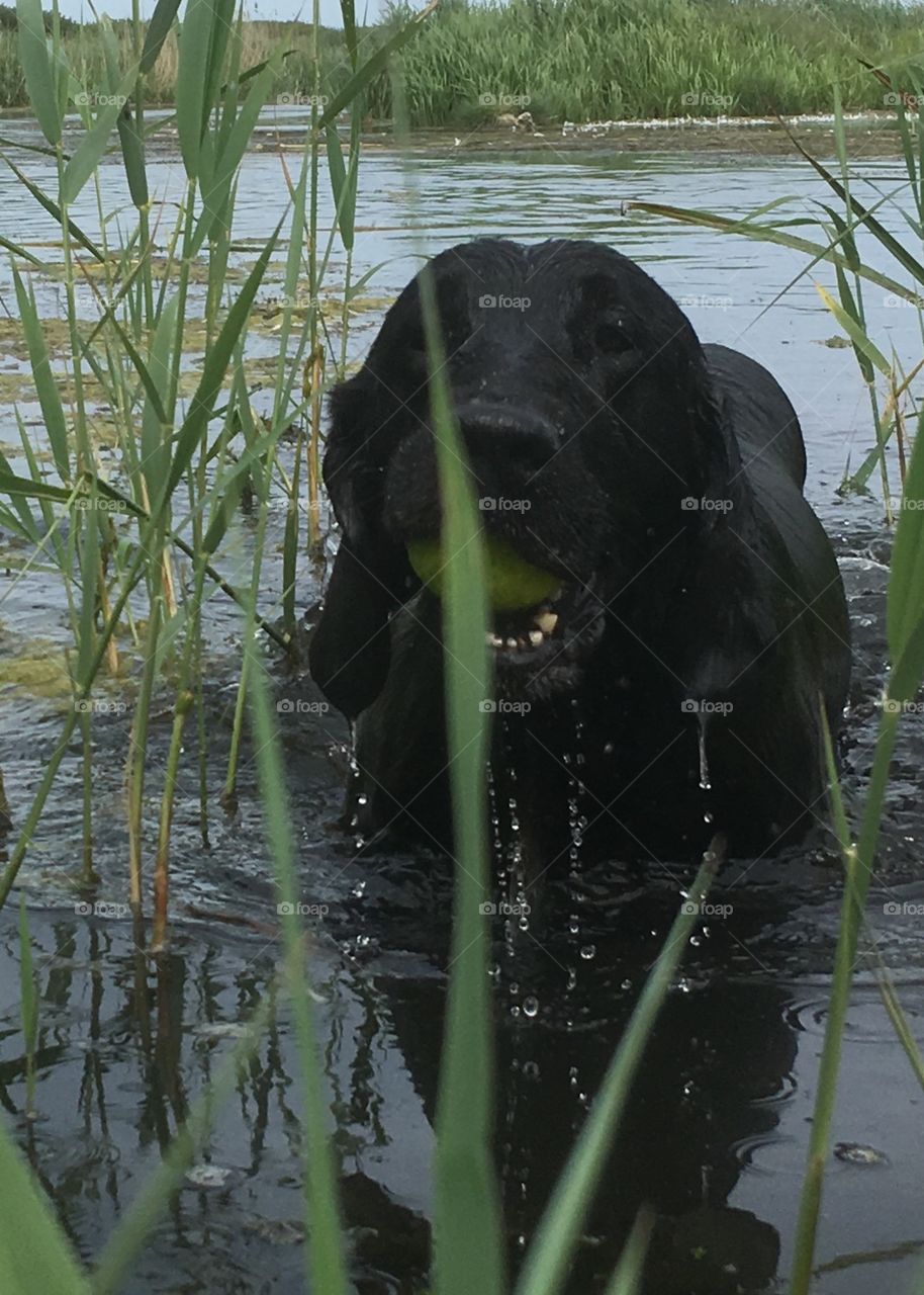 Black flatcoat retriever is emerging from the river having retrieved a ball. Reeds surround her and water droplets fall from her body 