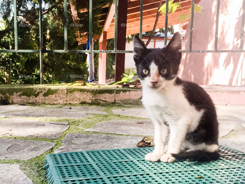 Black And White Kitten In A Courtyard
