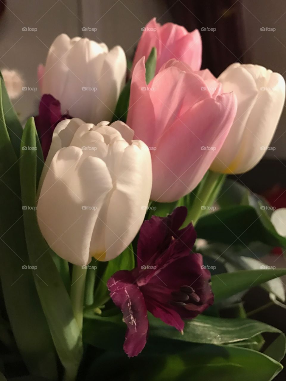 Flower, No Person, Nature, Tulip, Leaf