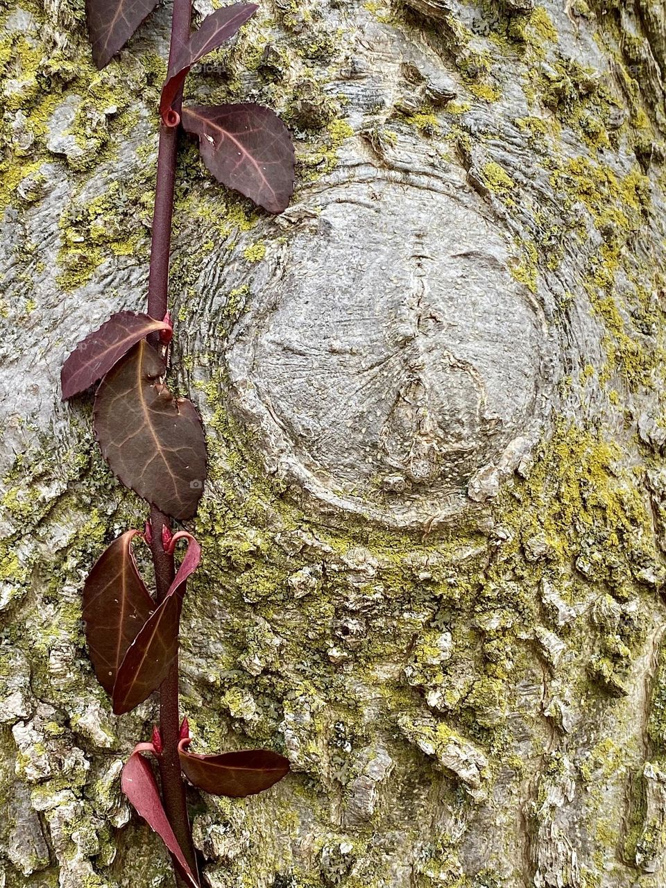 A red vine growing up a lichen covered tree