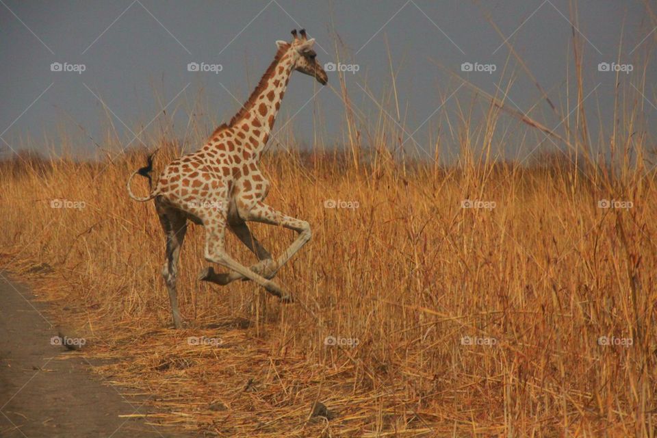Giraffe spooked by our car