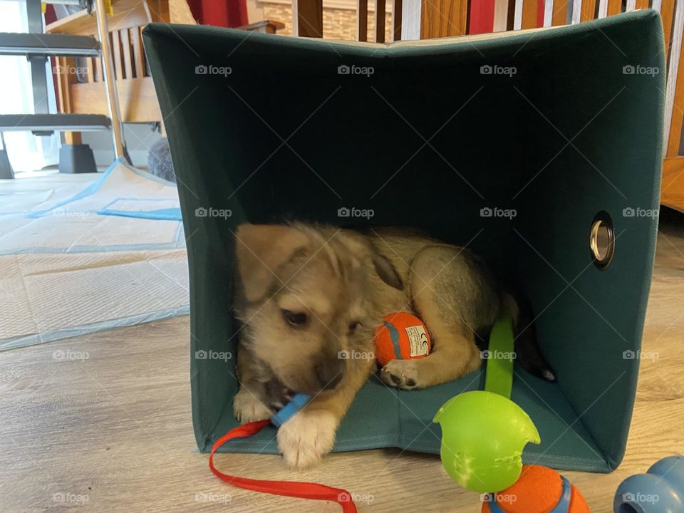 I love playing in my toy box… perfect size for me!