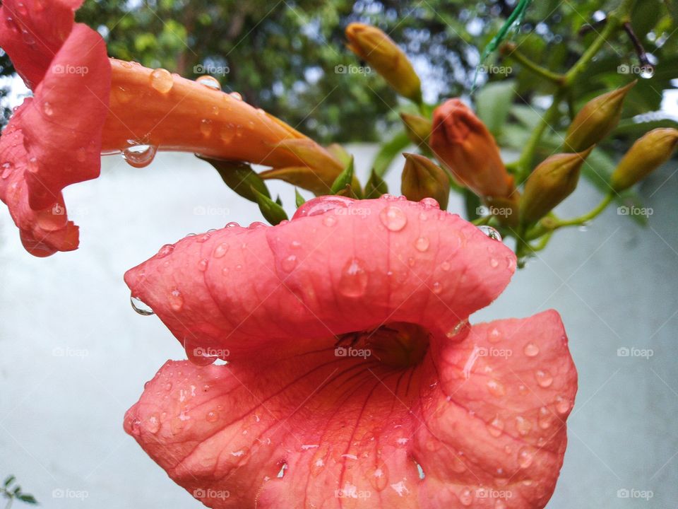 water drops on flowers in rainy days looks beautiful in pink colour