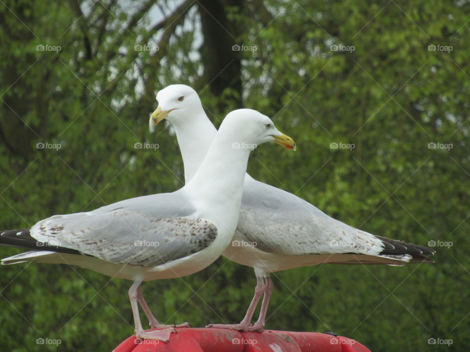 Two seagulls embracing