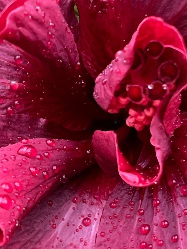 Macro shot 