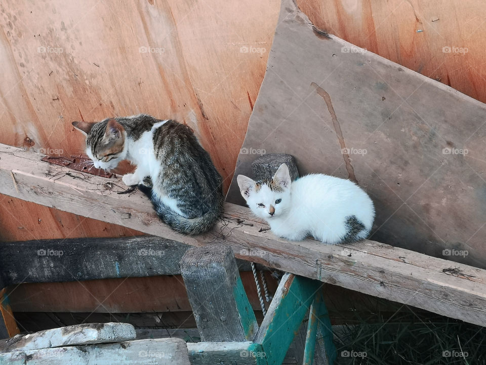 Two cats on wood