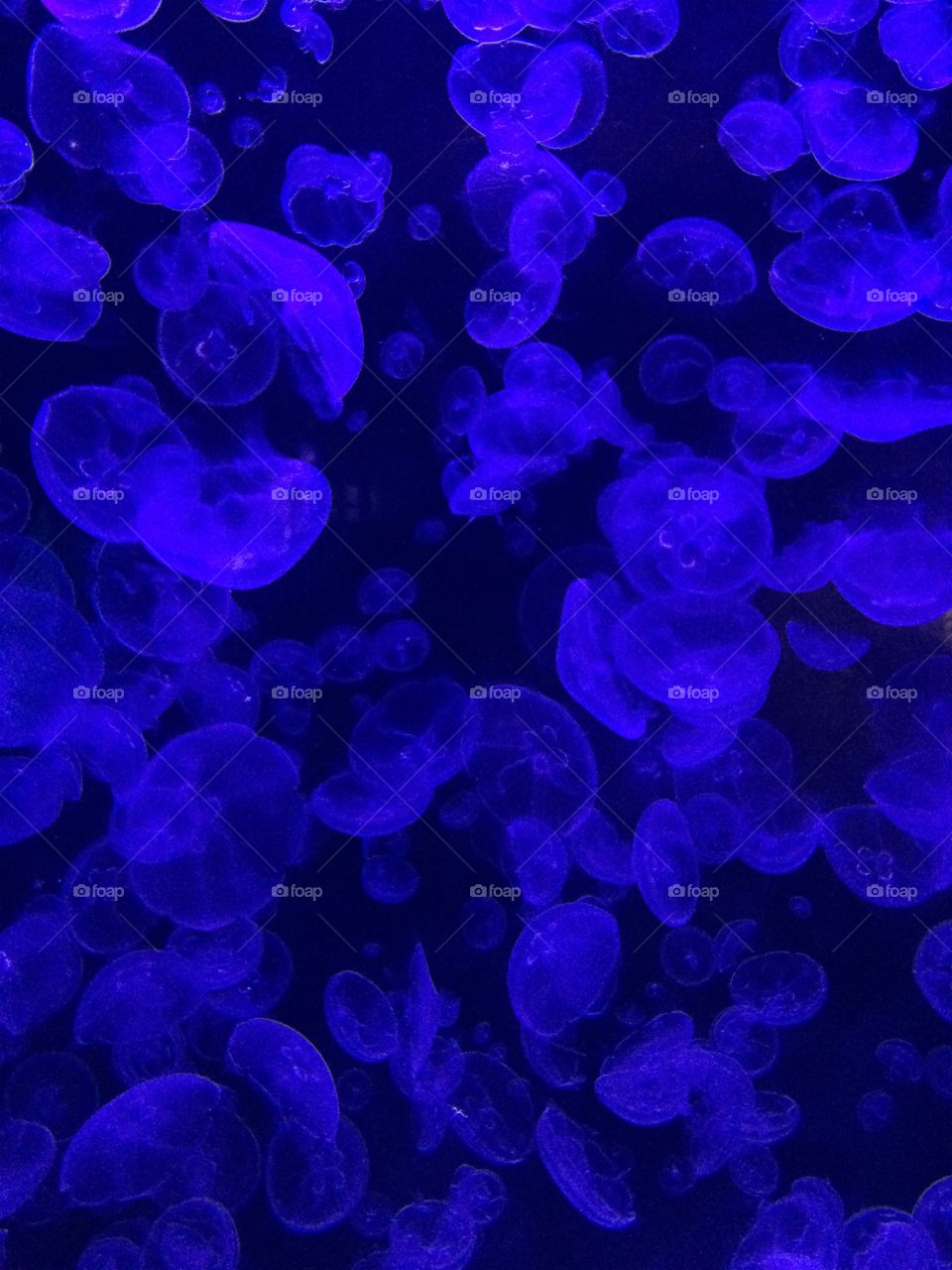 Up close jelly fish 