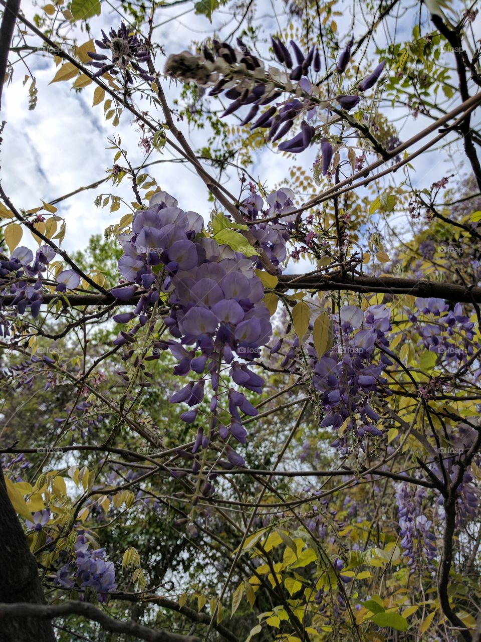 wisteria hanging around