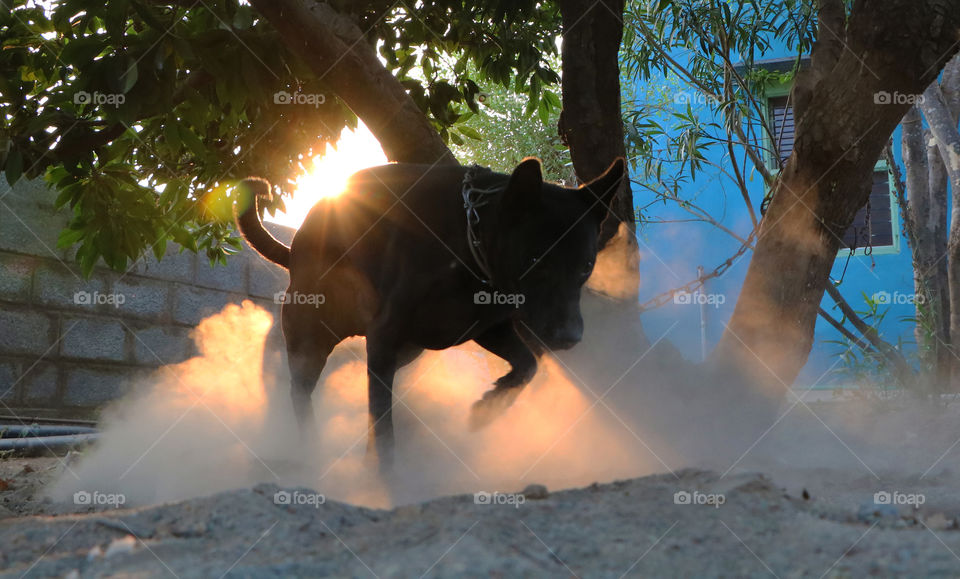Indian black dog in action 🐕🐾