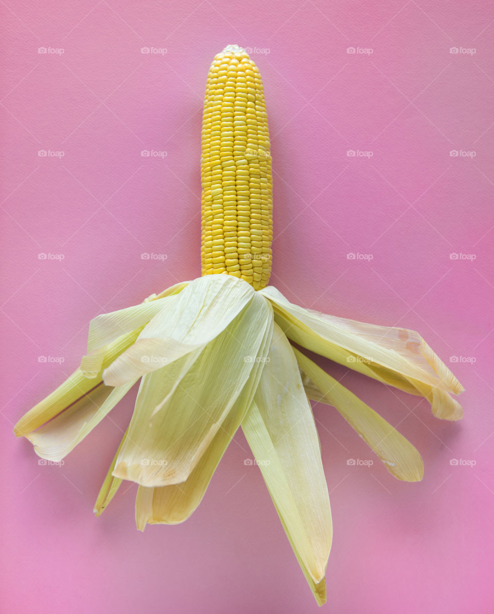 Yellow raw corn in a pink background