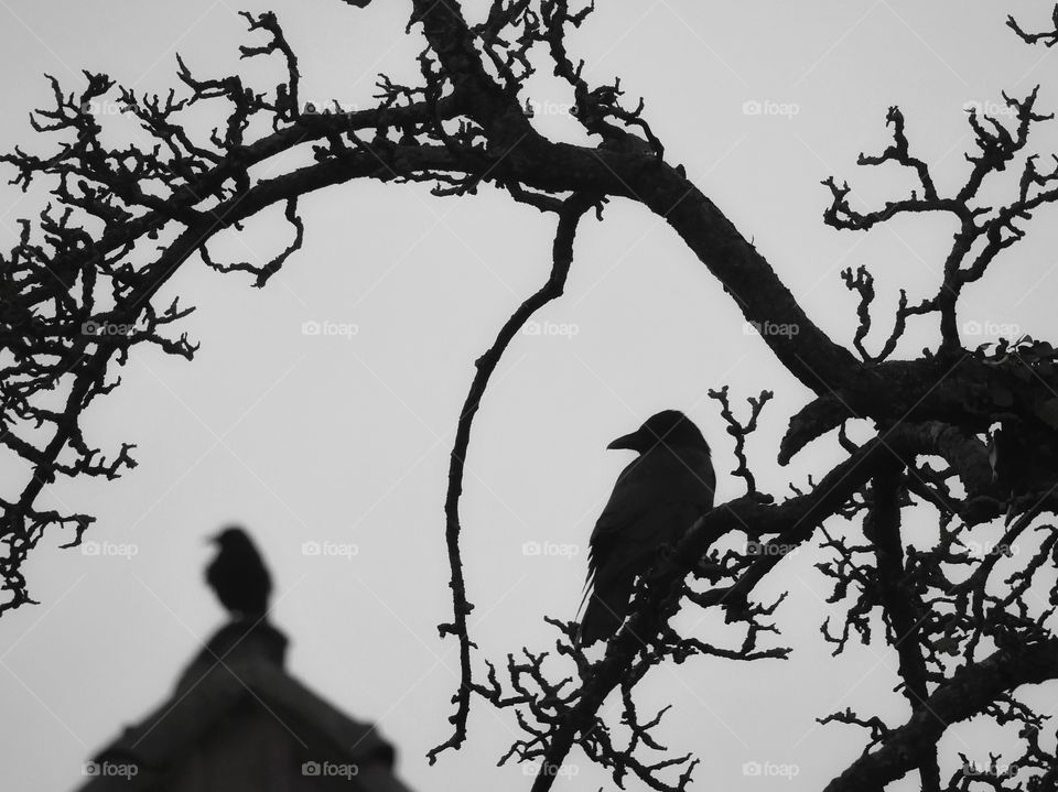 Silhouettes of crows