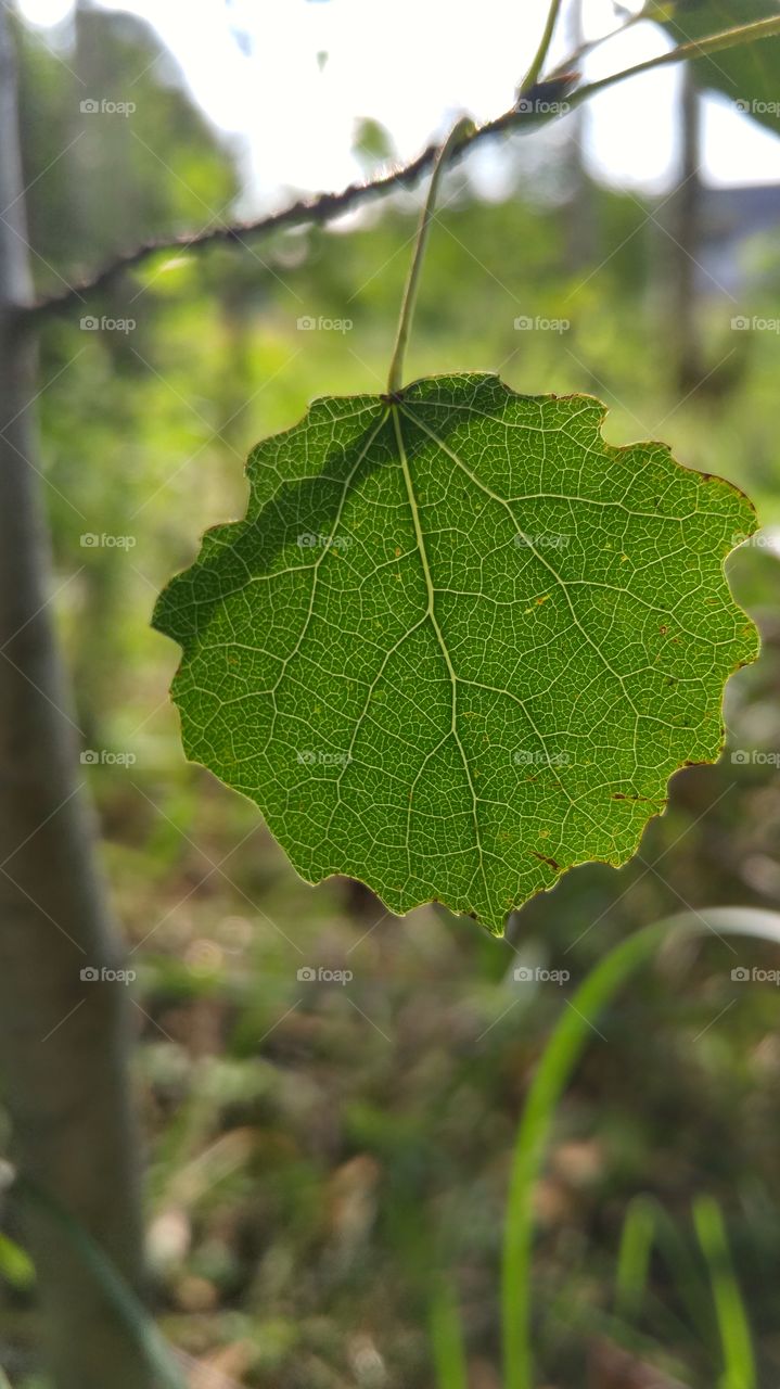 A beautiful aspen leaf in forest against the sun. Closeup photo.