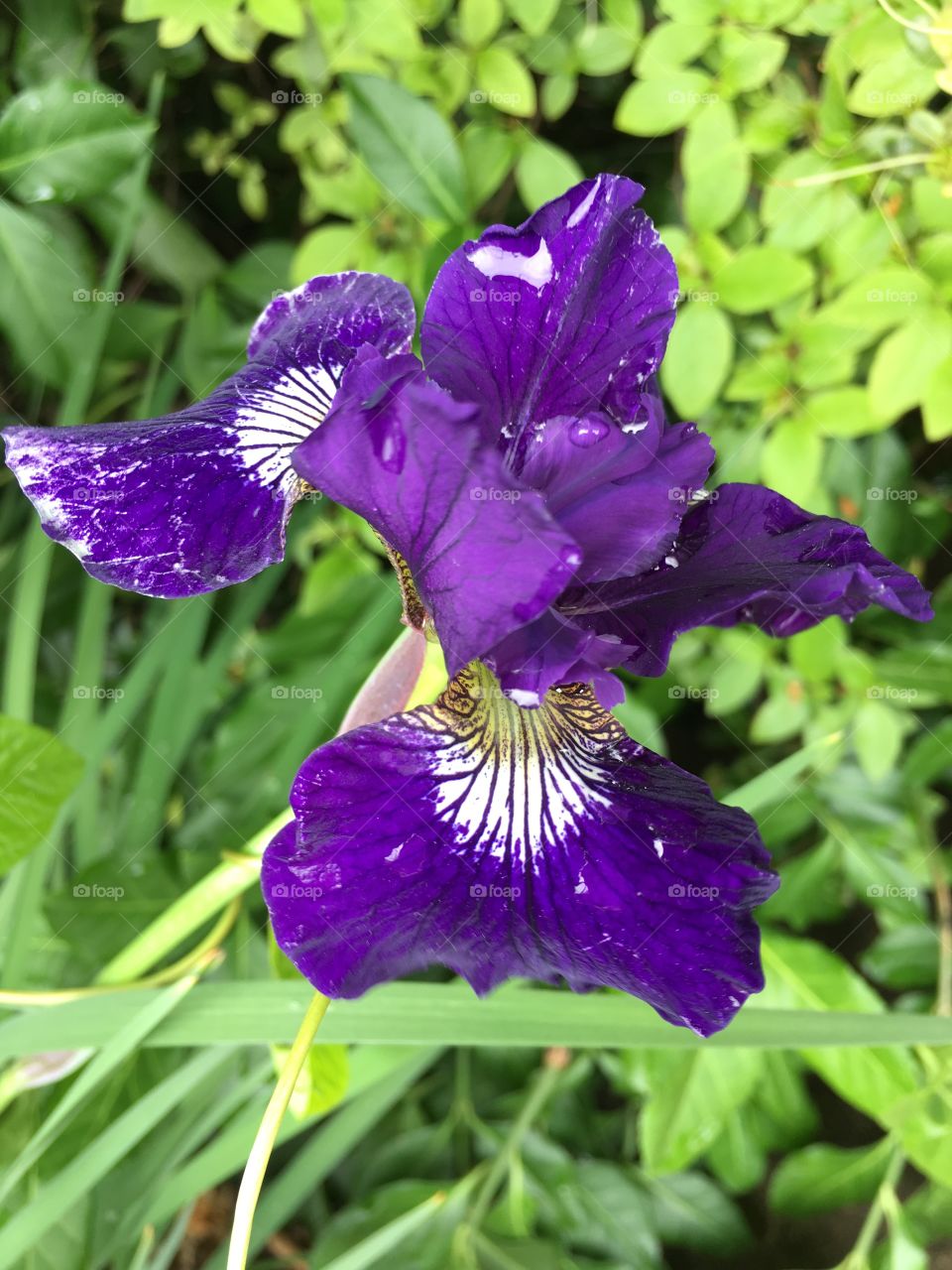 Purple iris