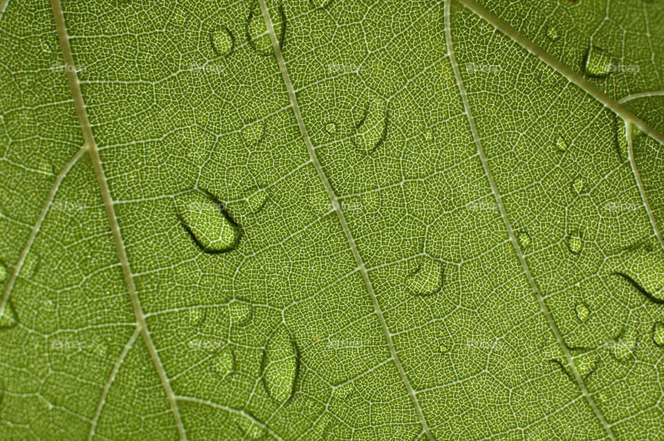 green nature macro closeup by lukat