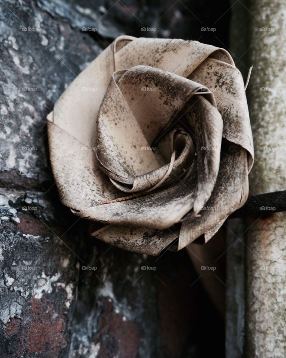 Flower on a Grave