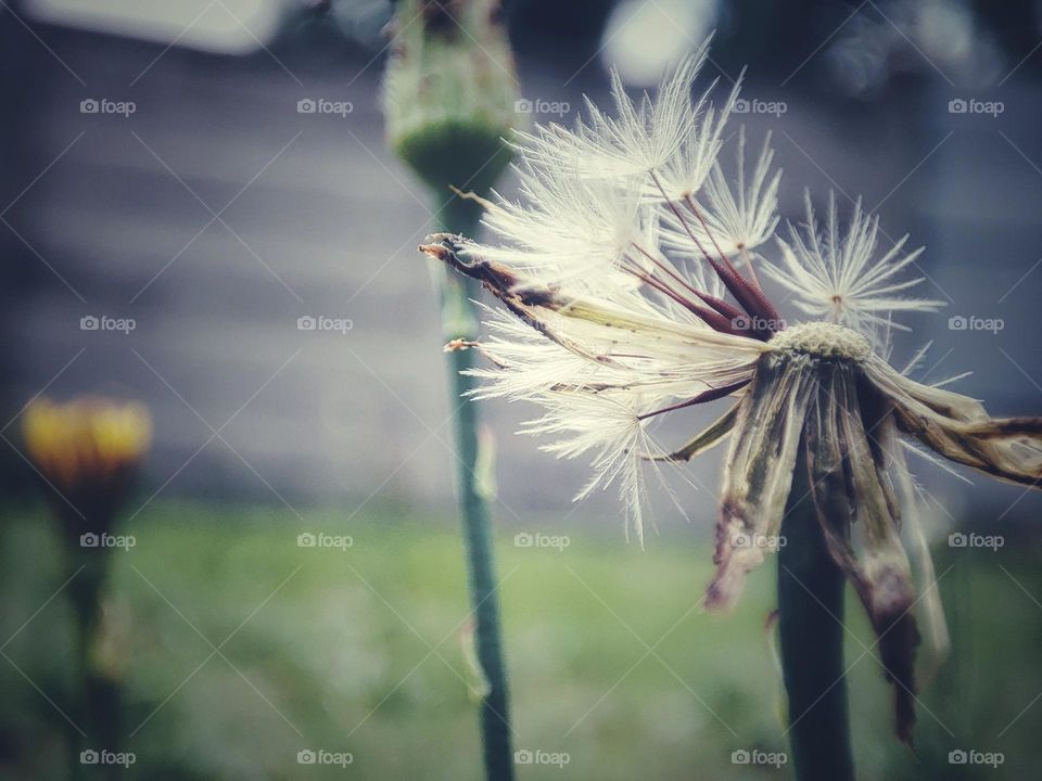 Dandelion seeds