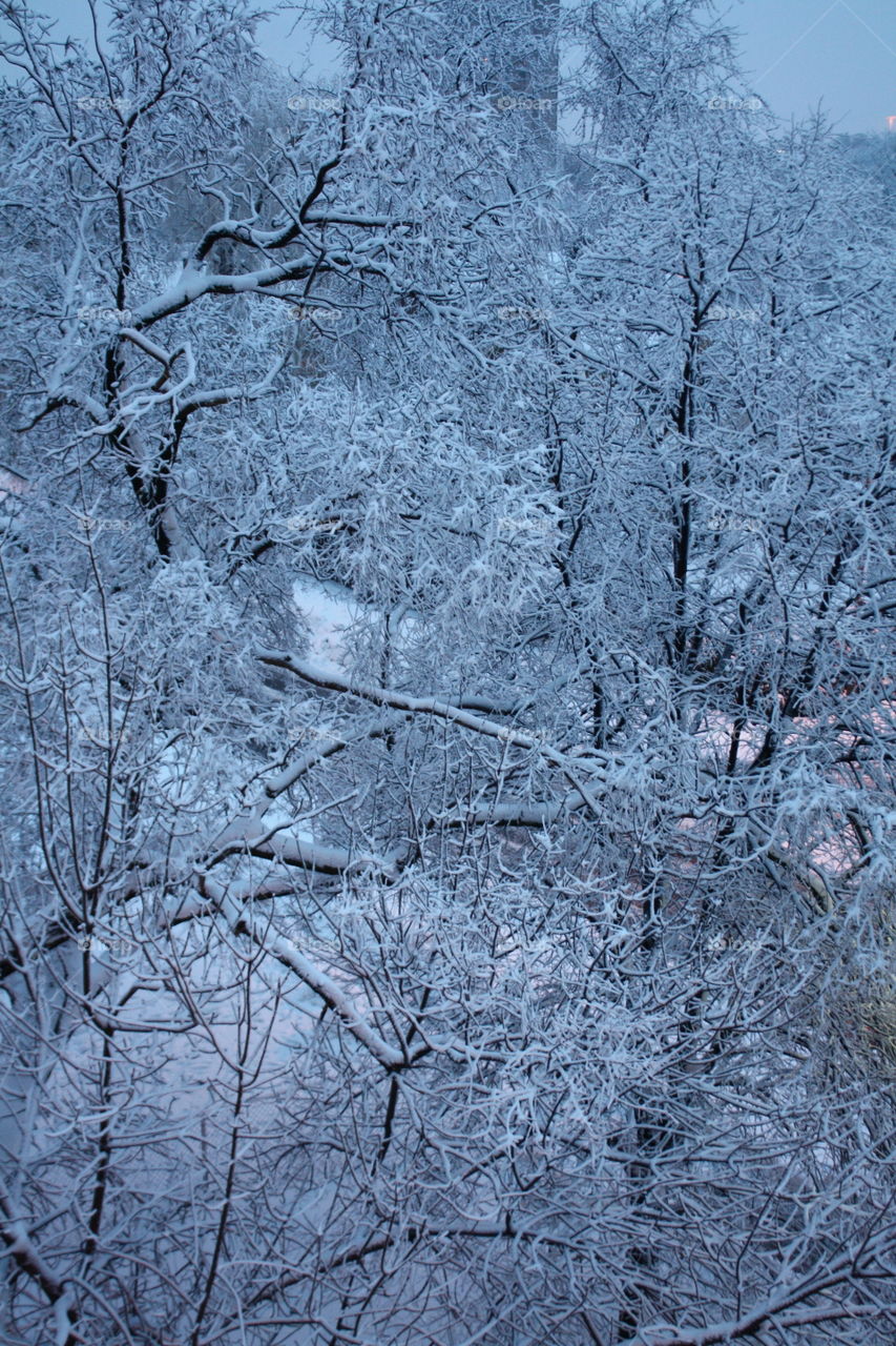 Bird's eye view on beautiful park in winter