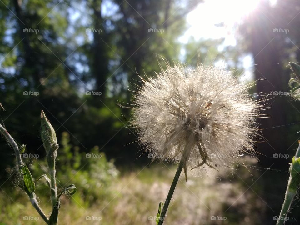 A dry flower in the sunlight