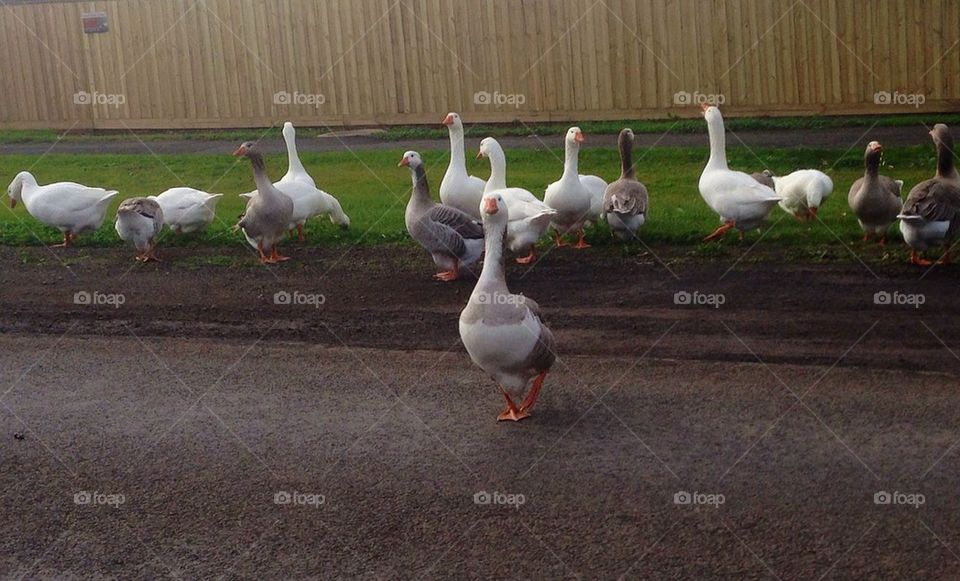 Duck crossing!