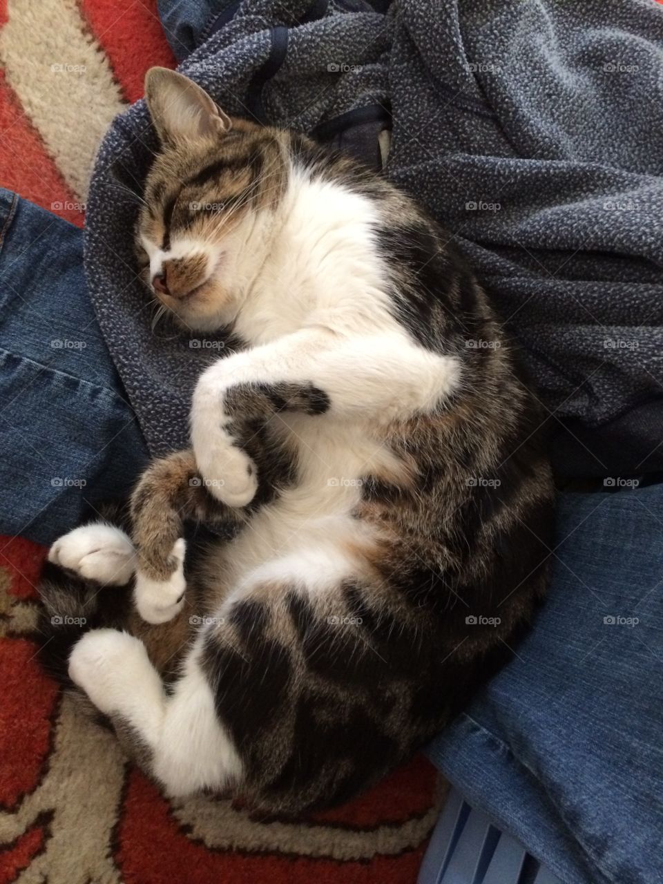 Cute cat sleeping comfortably an clothes on floor.