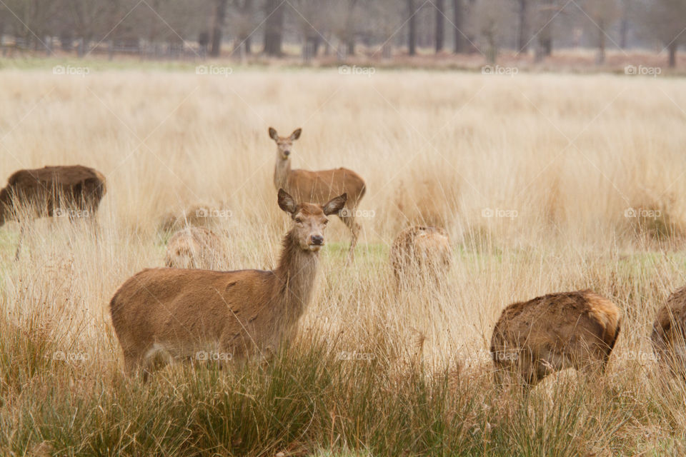 A beautiful deer in the park. Richmond park in London. Sweet animal portrait.