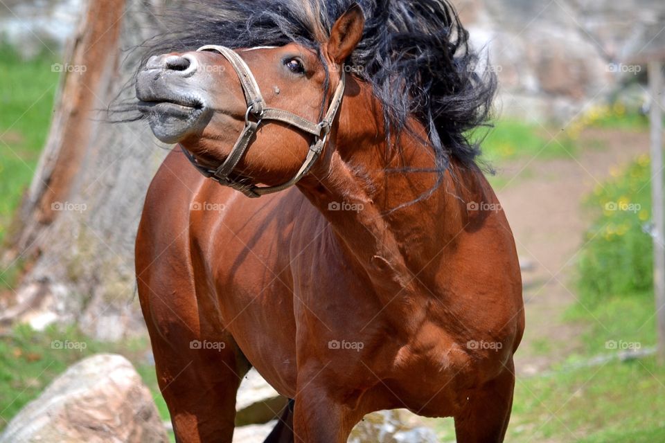 Mammal, Animal, Farm, Nature, Portrait