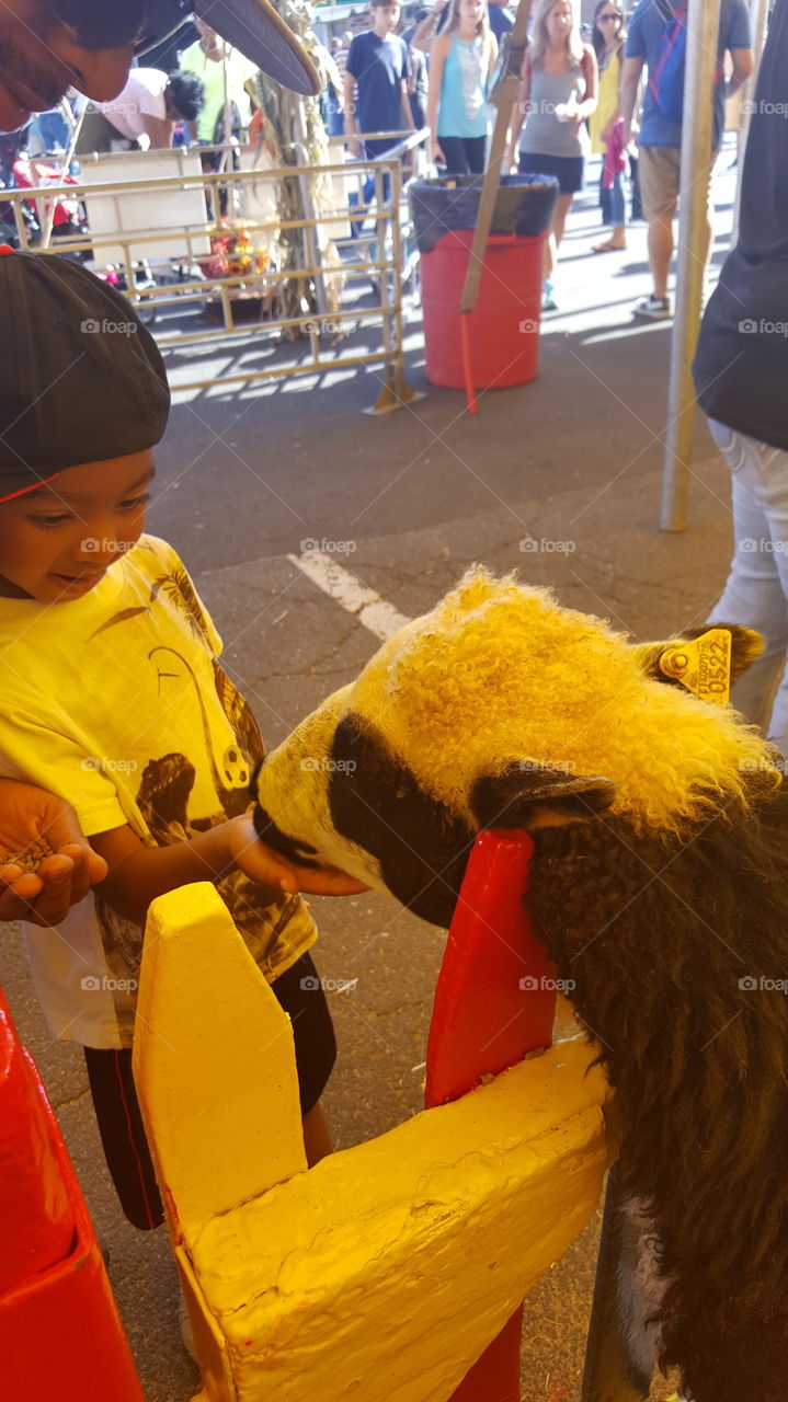 Sheep feeding