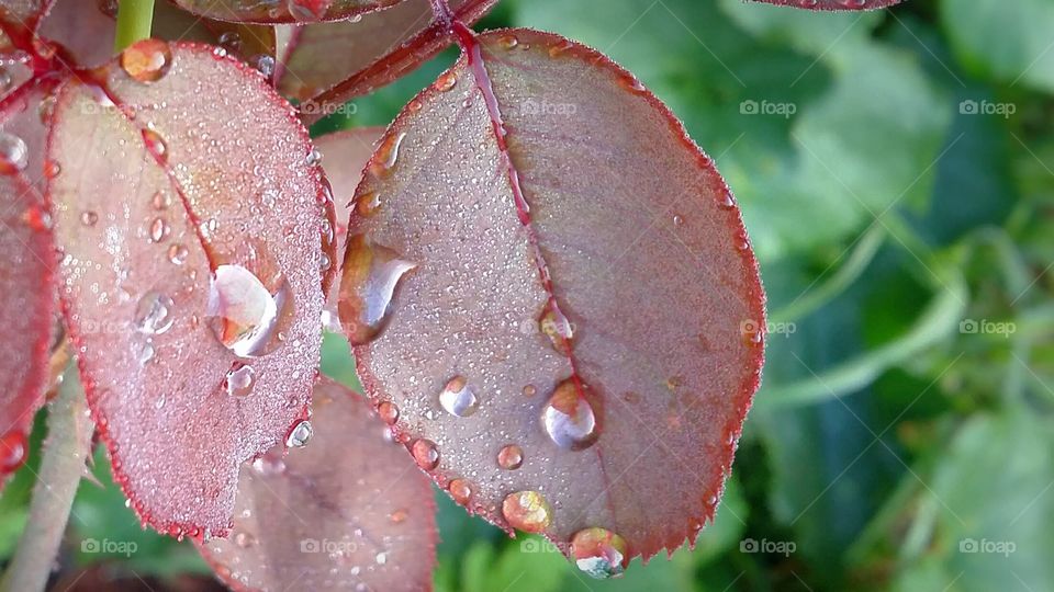 Dew Drop on rose leaf red moisture droplets
