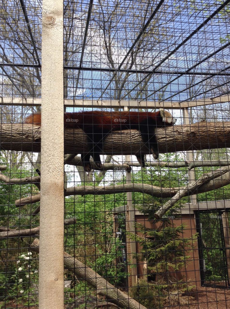 This red panda is sprawled out on a log in the cage.