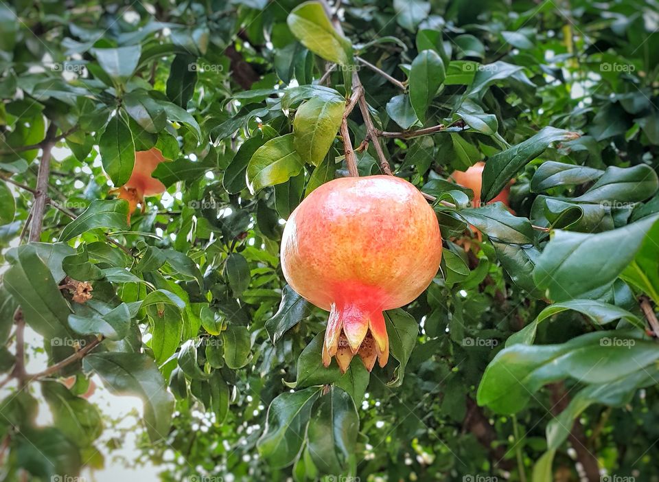 Pomegranate
 
