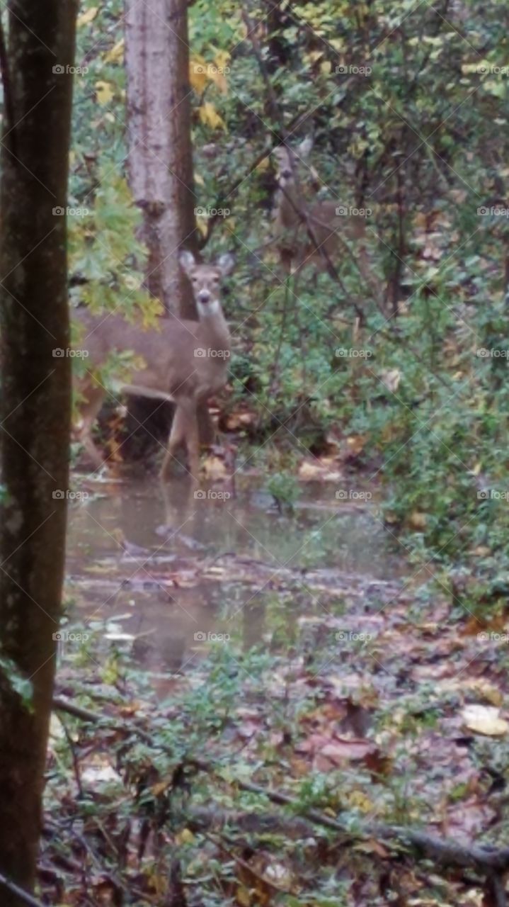 wildlife in the neighborhood