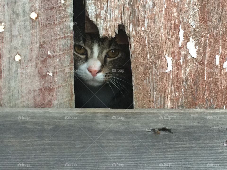 Close-up of cat peeking